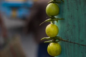 پاکستان کې یوې کورنۍ د تعویذګر په سپارښتنه خپله لور ژوندۍ وسوځوله