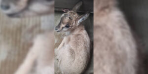 نجات یک بچه بز کوهی از شکارچیان در قندهار