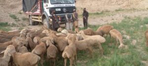 دستگیری سارقان مواشی در بادغیس