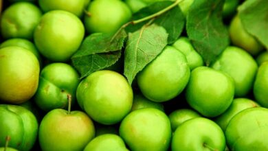 green cherry plums with green leaves background 114579 9414 1