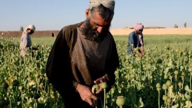 بلوچستان پاکستان؛ میراث‌دار جدید کشت مواد مخدر در منطقه