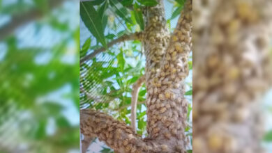 هجوم آفت «کفشک» به مزارع بادغیس 2 Untitled 1 174