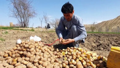 سرمایهگذاری اوزبیکستان برای تولید بذر اصلاحشده کچالو در بامیان 10 Untitled 3 52