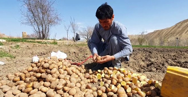 سرمایهگذاری اوزبیکستان برای تولید بذر اصلاحشده کچالو در بامیان 1 Untitled 3 52