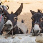 funny donkeys farm island cyprus 94558 797