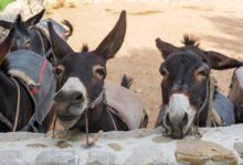 funny donkeys farm island cyprus 94558 797