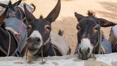 funny donkeys farm island cyprus 94558 797