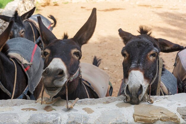 funny donkeys farm island cyprus 94558 797