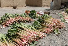 صادرات۵۰۰ کیلوگرام «رواش» از میدانوردک به انگلستان 2 ططططططططططططططط