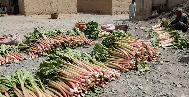 صادرات۵۰۰ کیلوگرام «رواش» از میدانوردک به انگلستان 1 ططططططططططططططط