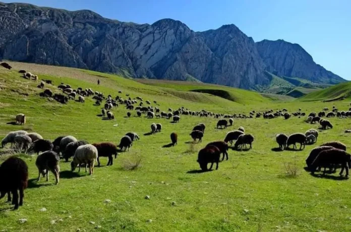 تثبیت بیش از ۳.۷ میلیون جریب علفچر در سمنگان 1 1 696x461 1