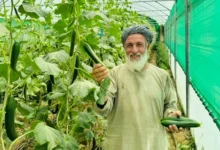 کشت گلخانهای در غور رونق گرفت 2 Untitled 1 Recovered 24
