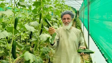 کشت گلخانهای در غور رونق گرفت 1 Untitled 1 Recovered 24