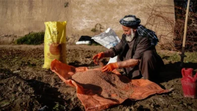فائو: افزایش قیمت کود، برداشت گندم افغانستان را محدود میکند 1 Untitled 1 176