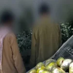 سایت 239