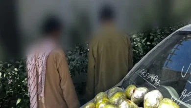 سایت 239