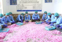سازمان ملل زعفران و گل محمدی را جایگزین خشخاش در افغانستان میکند 2 سایت 370