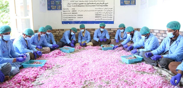 سازمان ملل زعفران و گل محمدی را جایگزین خشخاش در افغانستان میکند 1 سایت 370