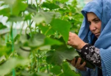 ایجاد ۳۵ گلخانه توسط سازمان ملل برای حمایت از کشاورزان مناطق مرکزی کشور 2 گلخانه