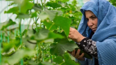 ایجاد ۳۵ گلخانه توسط سازمان ملل برای حمایت از کشاورزان مناطق مرکزی کشور 1 گلخانه