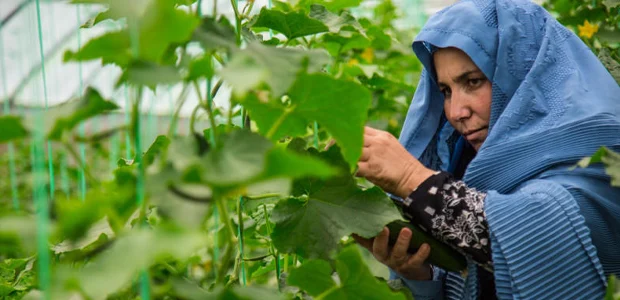 ایجاد ۳۵ گلخانه توسط سازمان ملل برای حمایت از کشاورزان مناطق مرکزی کشور 1 گلخانه