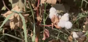 روز جهانی پنبه، پنبه‌کاران بلخ از کاهش حاصلات ابراز نگرانی کردند