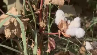 روز جهانی پنبه، پنبهکاران بلخ از کاهش حاصلات ابراز نگرانی کردند 1 سایت 216