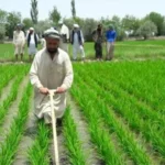 سایت 25