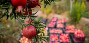 آمادگی یک تاجر روسی برای صادرات ۵ هزار تُن انار قندهار